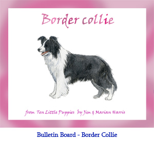 Bulletin board art of a Border Collie dog.  Original art by Jim Harris from the children’s book, Ten Little Puppies.